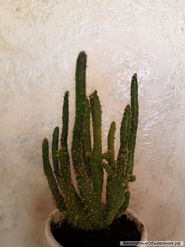 Фото Кактусовых Комнатных Растений